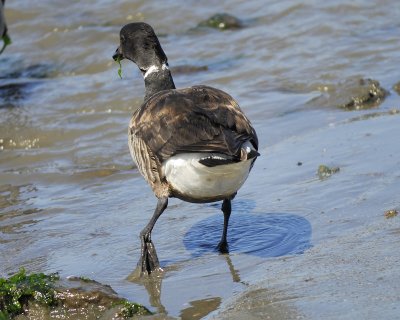 brant BRD4485.jpg