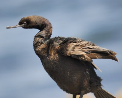 pelagic cormorant BRD4678.jpg