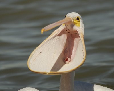 white pelican SCO9209.jpg