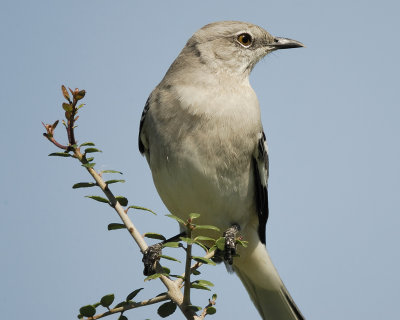 northern mockingbird SCO8991.jpg