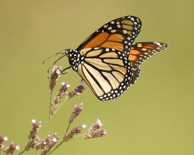 5005_monarch