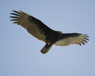 turkey vulture SCO8714.jpg