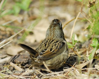 lincoln's sparrow BRD0162.jpg