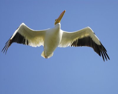 1050a_white_pelican_flight