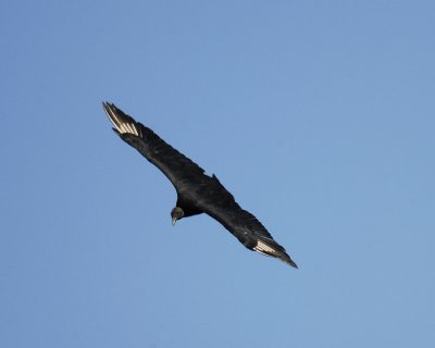 black vulture BRD9647.jpg