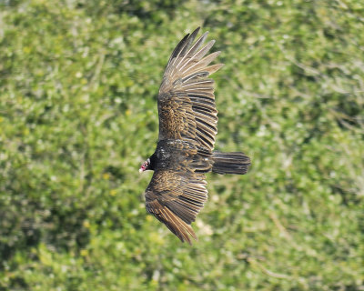 turkey vulture BRD9616.jpg