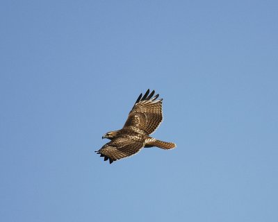 red-tailed hawk BRD9686.jpg