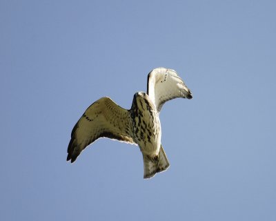 broad-winged hawk SCO8313.jpg