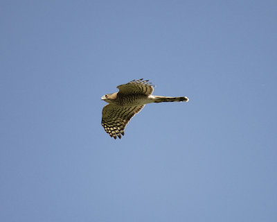 sharp-shinned hawk SCO8063.jpg