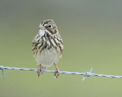 vesper sparrow BRD1056.jpg