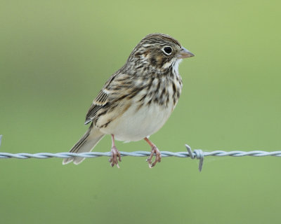 vesper sparrow BRD1049.jpg