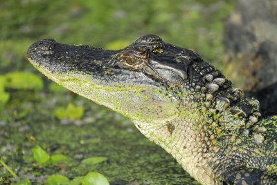 american alligator BRD1107.jpg