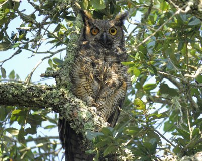 great horned owl BRD1120.jpg