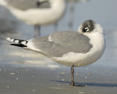 franklins gull BRD0924.jpg