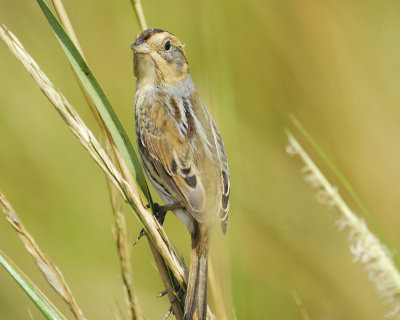 nelson's sparrow BRD1320.jpg