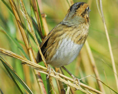 nelson's sparrow BRD1342.jpg