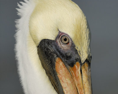 brown pelican BRD1469.jpg