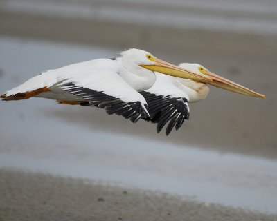 white pelican BRD1412.jpg