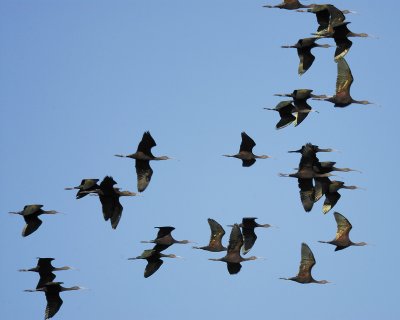 white-faced ibis BRD1569.jpg