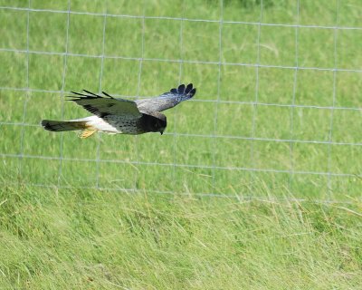 northern harrier BRD1545.jpg