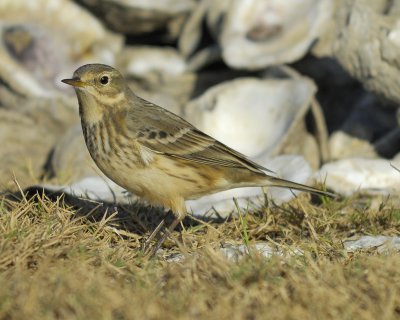 american pipit BRD1534.jpg