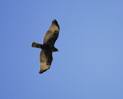 red-tailed hawk BRD1906.jpg