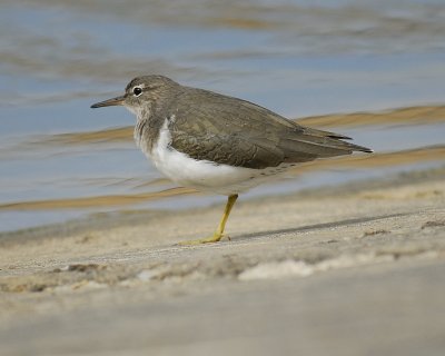 spotted sandpiper BRD1960.jpg