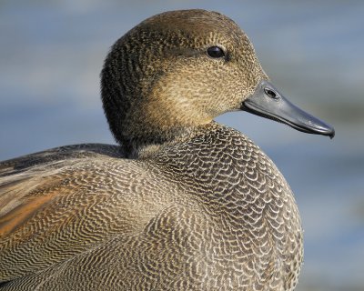 1090h_gadwall