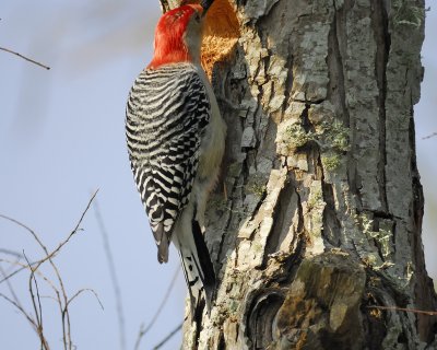 red-bellied woodpecker BRD2415.jpg