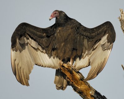 turkey vulture BRD2467.jpg