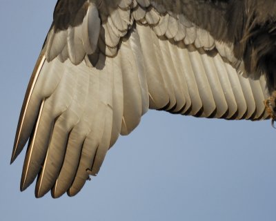 turkey vulture BRD2486.jpg