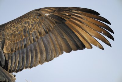 turkey vulture BRD2507.jpg