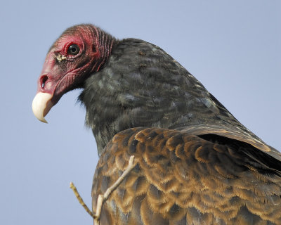 turkey vulture BRD2518.jpg