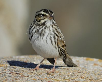 savannah sparrow BRD2906.jpg