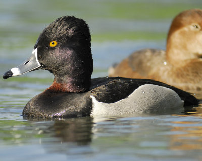 ring-necked duck BRD1911.jpg