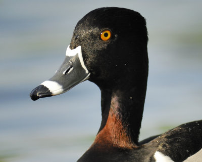 ring-necked duck BRD1886.jpg