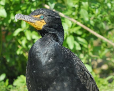 double-crested cormorant BRD2043.jpg