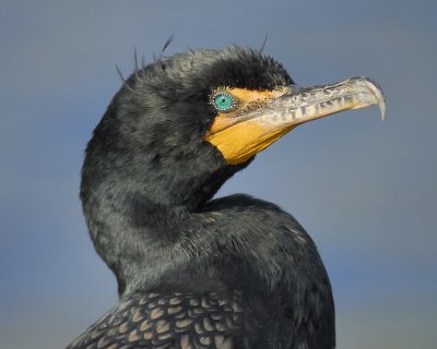 1050c_double_crested_cormorant