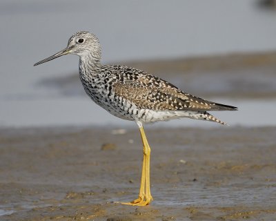 greater yellowlegs BRD1698.jpg