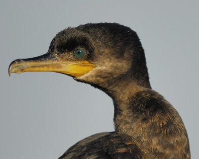 neotropic cormorant BRD2060.jpg