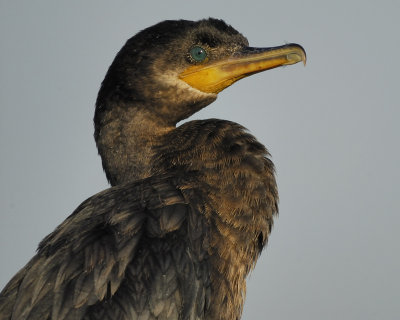 neotropic cormorant BRD2061.jpg