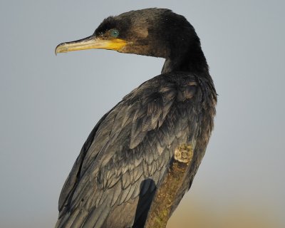 neotropic cormorant BRD2069.jpg