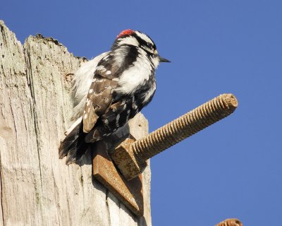 downy woodpecker BRD2075.jpg