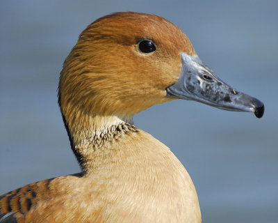 1090a_fulvous_whistling_duck