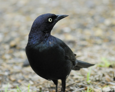 brewer's blackbird BRD2525.jpg