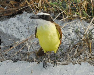 great kiskadee_BRD3506.jpg