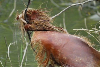 brown frond hawk BRD3422.jpg