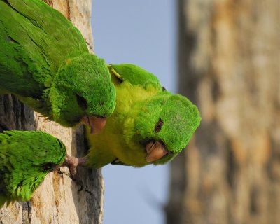 green parakeet BRD3311.jpg