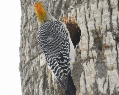 golden-fronted woodpecker BRD3154.jpg