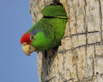 red-crowned parrot BRD3245.jpg